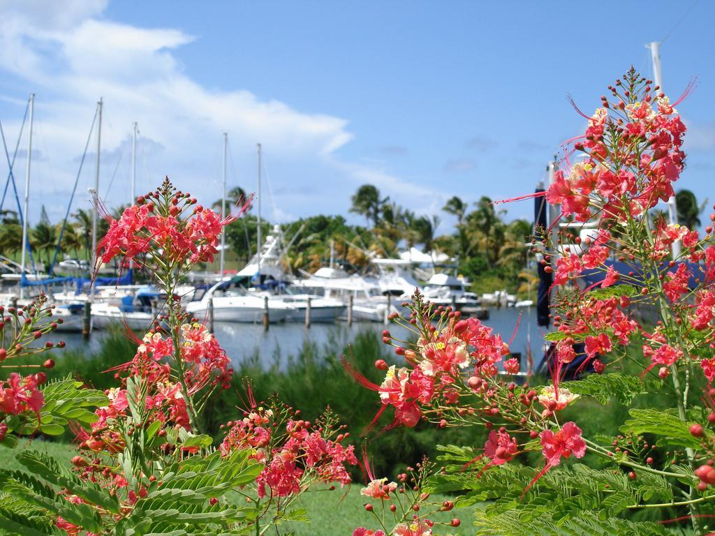 Tamarind Reef Resort Spa & Marina Christiansted Kültér fotó